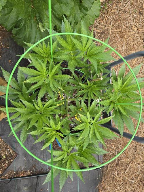 Gorilla Gas F1 Fast - Hügelkultur. Week 9