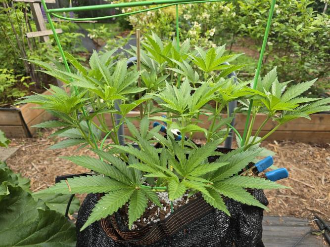 Gorilla Gas F1 Fast - Hügelkultur. Week 9