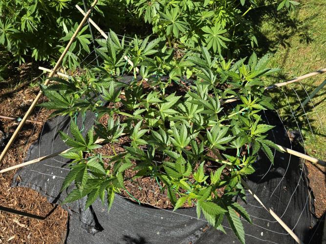 Gorilla Gas F1 Fast - Hügelkultur. Week 10