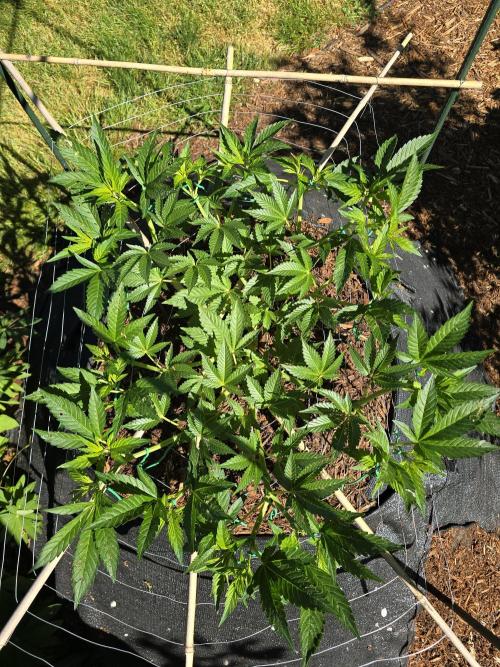 Gorilla Gas F1 Fast - Hügelkultur. Week 10
