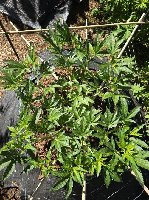 Gorilla Gas F1 Fast - Hügelkultur. Week 10