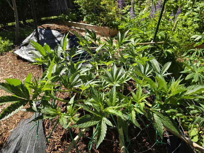 Gorilla Gas F1 Fast - Hügelkultur. Week 10