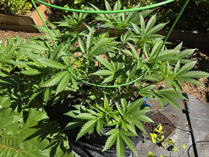 Gorilla Gas F1 Fast - Hügelkultur. Week 10