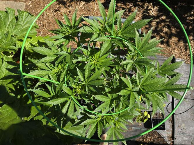 Gorilla Gas F1 Fast - Hügelkultur. Week 10