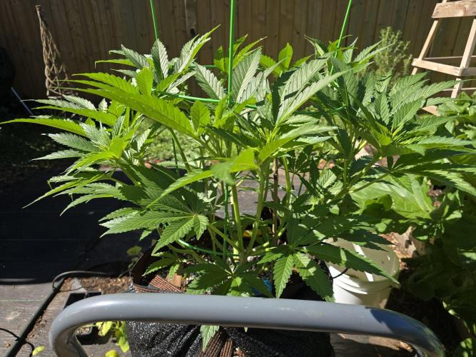 Gorilla Gas F1 Fast - Hügelkultur. Week 10