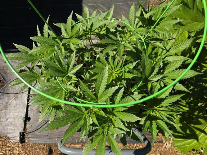 Gorilla Gas F1 Fast - Hügelkultur. Week 10