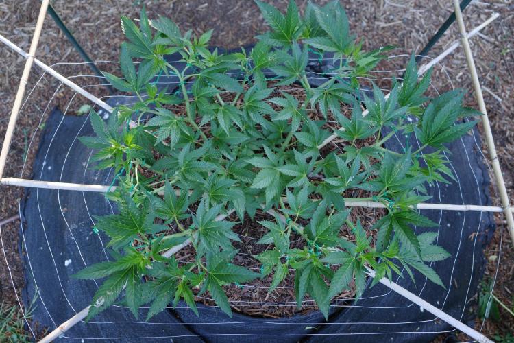Gorilla Gas F1 Fast - Hügelkultur. Week 10
