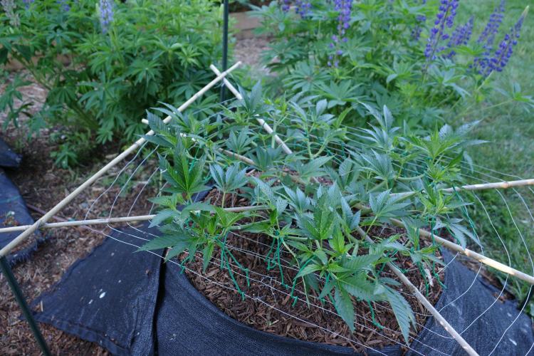 Gorilla Gas F1 Fast - Hügelkultur. Week 10