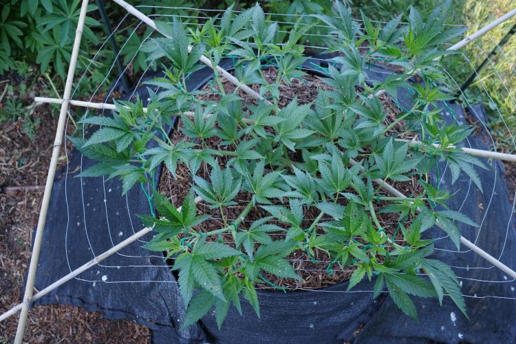 Gorilla Gas F1 Fast - Hügelkultur. Week 10