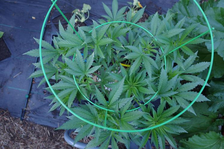 Gorilla Gas F1 Fast - Hügelkultur. Week 10