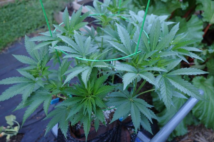 Gorilla Gas F1 Fast - Hügelkultur. Week 10