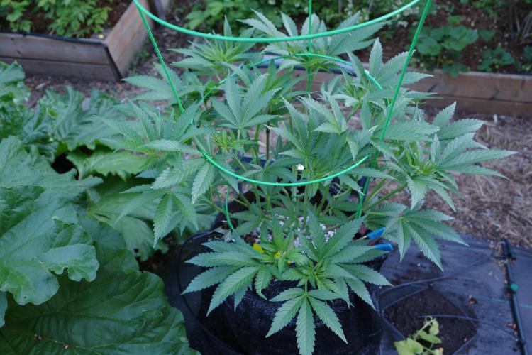 Gorilla Gas F1 Fast - Hügelkultur. Week 10