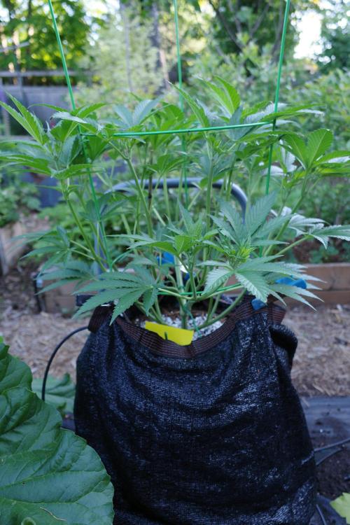 Gorilla Gas F1 Fast - Hügelkultur. Week 10