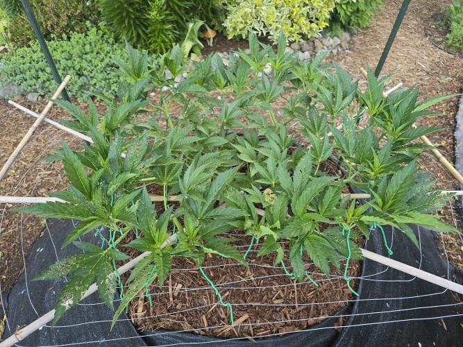 Gorilla Gas F1 Fast - Hügelkultur. Week 11