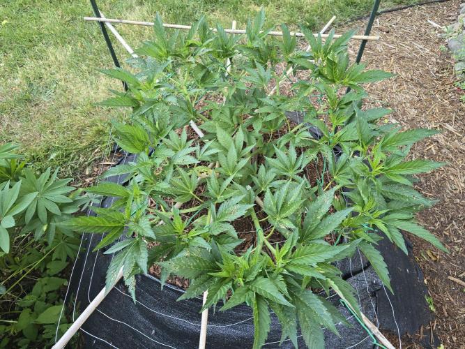 Gorilla Gas F1 Fast - Hügelkultur. Week 11