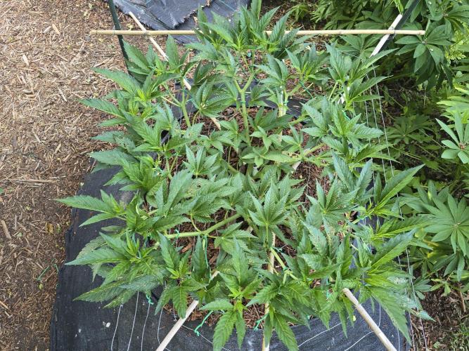 Gorilla Gas F1 Fast - Hügelkultur. Week 11