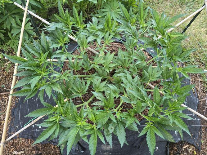 Gorilla Gas F1 Fast - Hügelkultur. Week 11