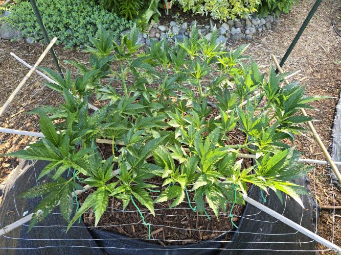 Gorilla Gas F1 Fast - Hügelkultur. Week 11