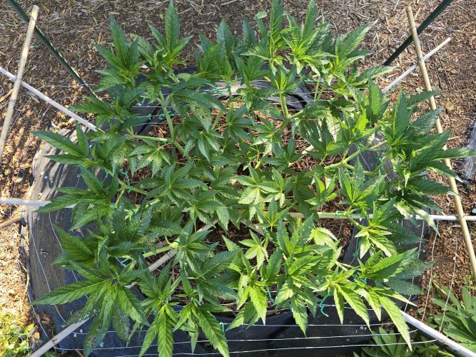 Gorilla Gas F1 Fast - Hügelkultur. Week 11