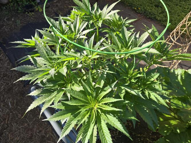 Gorilla Gas F1 Fast - Hügelkultur. Week 11