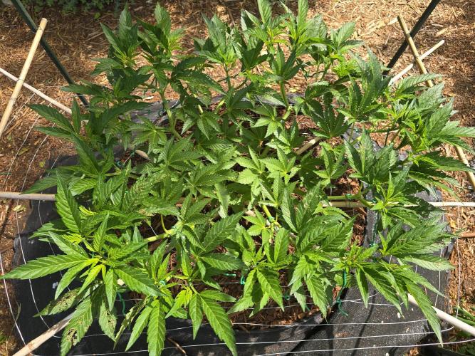 Gorilla Gas F1 Fast - Hügelkultur. Week 11