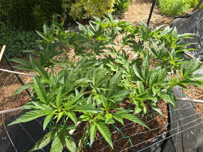 Gorilla Gas F1 Fast - Hügelkultur. Week 11