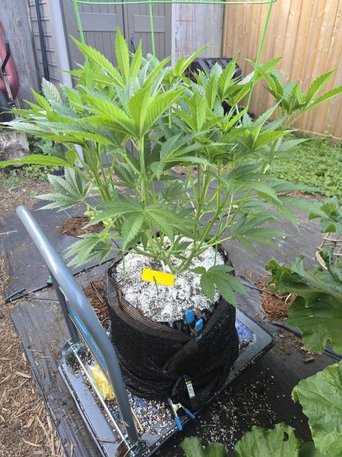 Gorilla Gas F1 Fast - Hügelkultur. Week 11
