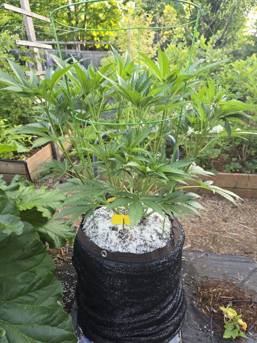 Gorilla Gas F1 Fast - Hügelkultur. Week 11