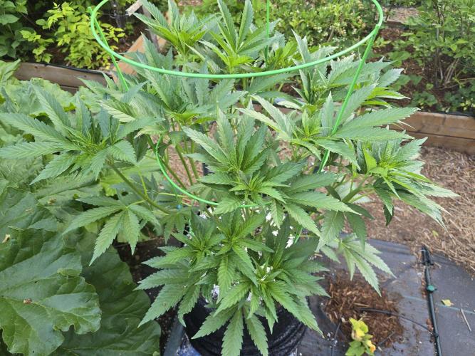 Gorilla Gas F1 Fast - Hügelkultur. Week 11
