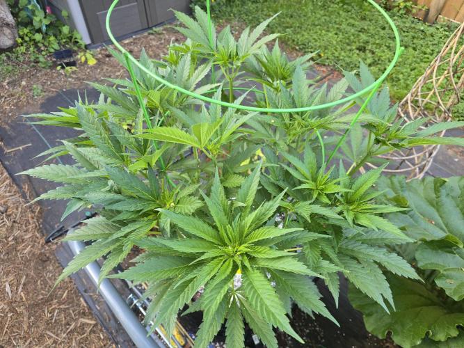 Gorilla Gas F1 Fast - Hügelkultur. Week 11