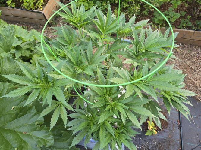 Gorilla Gas F1 Fast - Hügelkultur. Week 11