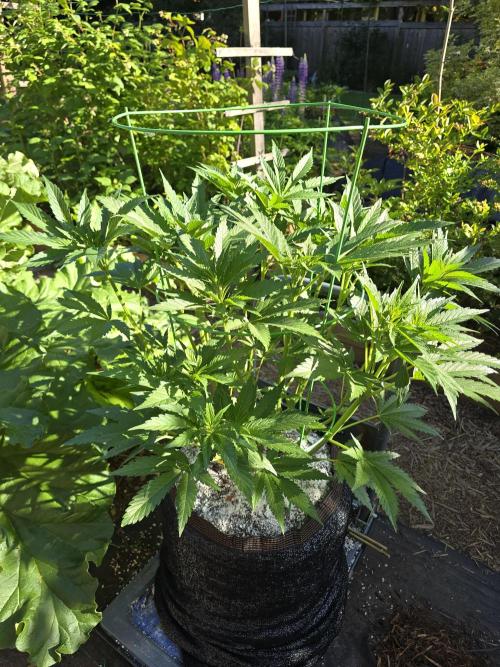 Gorilla Gas F1 Fast - Hügelkultur. Week 11