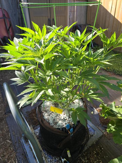 Gorilla Gas F1 Fast - Hügelkultur. Week 11