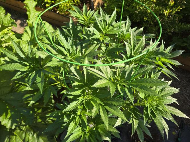 Gorilla Gas F1 Fast - Hügelkultur. Week 11