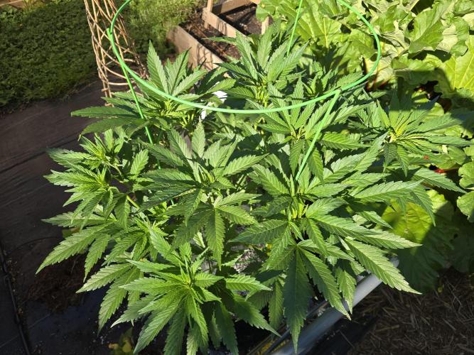 Gorilla Gas F1 Fast - Hügelkultur. Week 11