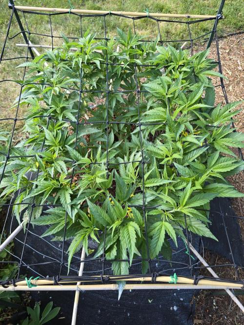Gorilla Gas F1 Fast - Hügelkultur. Week 12