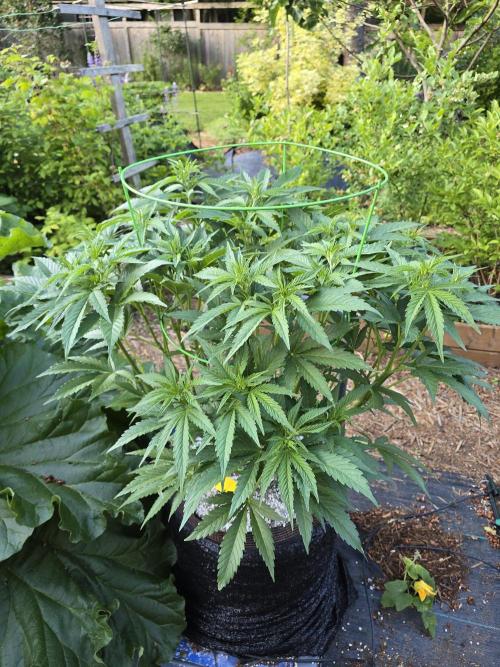 Gorilla Gas F1 Fast - Hügelkultur. Week 12