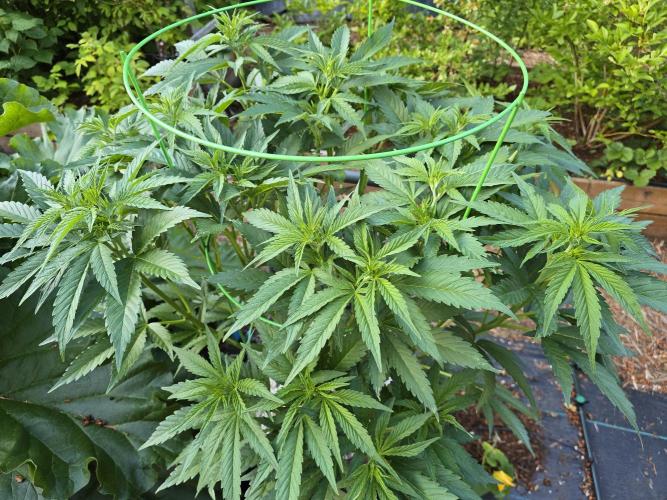 Gorilla Gas F1 Fast - Hügelkultur. Week 12