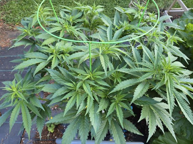 Gorilla Gas F1 Fast - Hügelkultur. Week 12