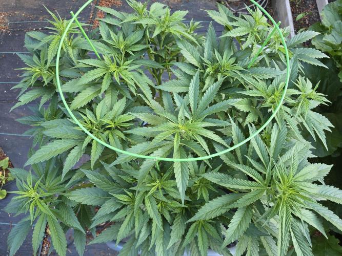 Gorilla Gas F1 Fast - Hügelkultur. Week 12
