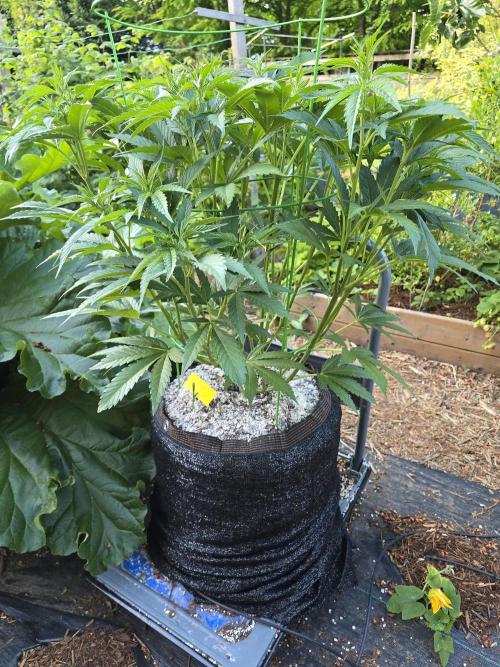 Gorilla Gas F1 Fast - Hügelkultur. Week 12