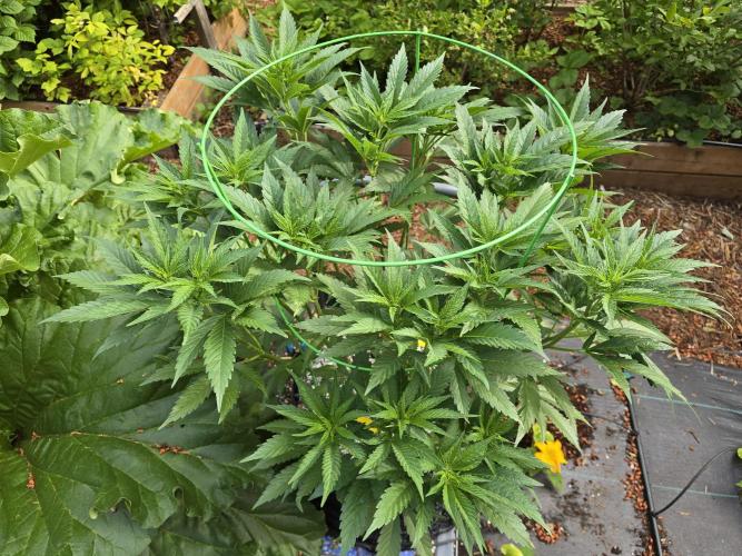 Gorilla Gas F1 Fast - Hügelkultur. Week 12