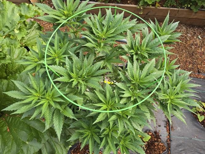 Gorilla Gas F1 Fast - Hügelkultur. Week 12