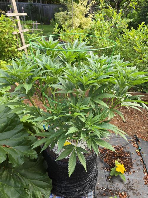 Gorilla Gas F1 Fast - Hügelkultur. Week 12