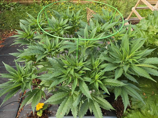 Gorilla Gas F1 Fast - Hügelkultur. Week 12