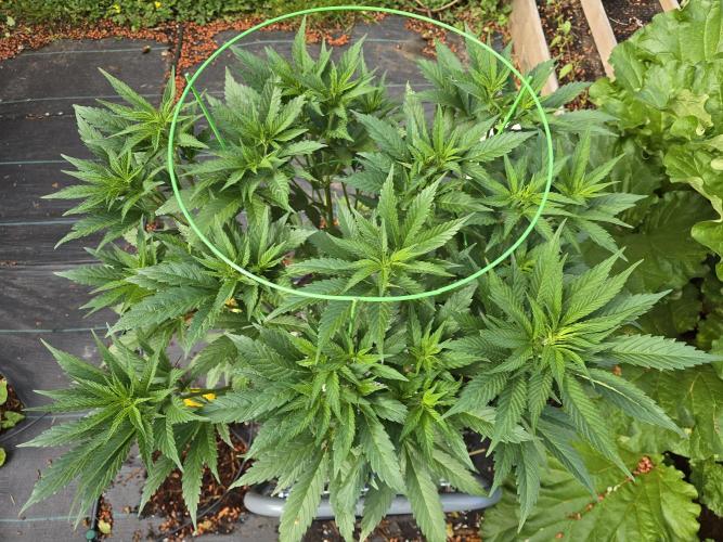 Gorilla Gas F1 Fast - Hügelkultur. Week 12