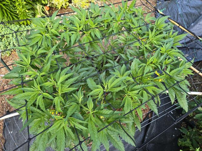 Gorilla Gas F1 Fast - Hügelkultur. Week 12
