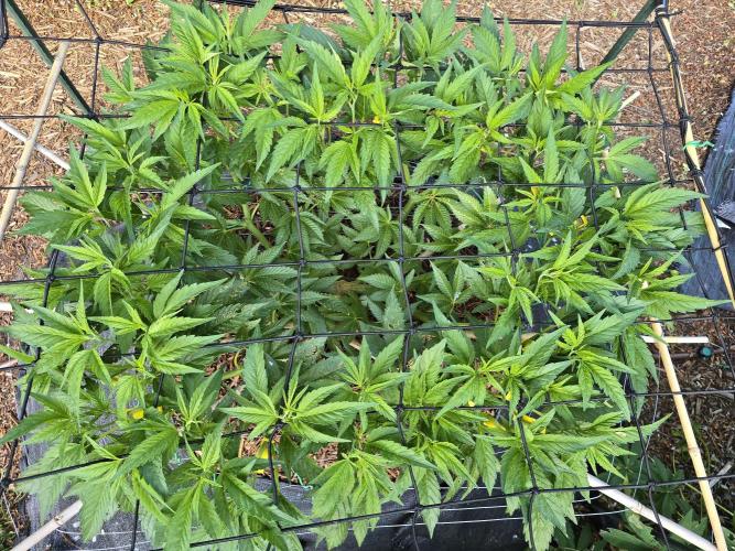 Gorilla Gas F1 Fast - Hügelkultur. Week 12