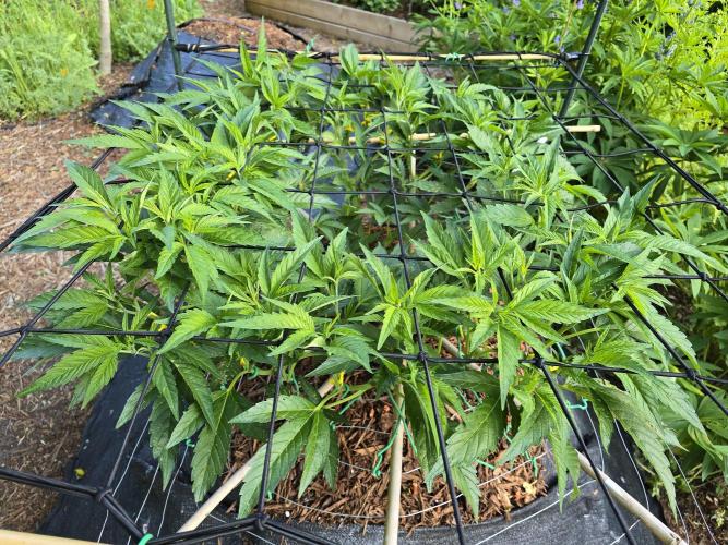 Gorilla Gas F1 Fast - Hügelkultur. Week 12