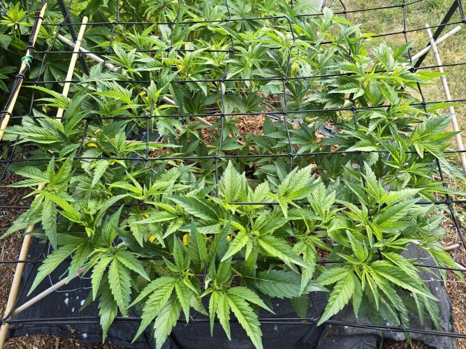 Gorilla Gas F1 Fast - Hügelkultur. Week 12